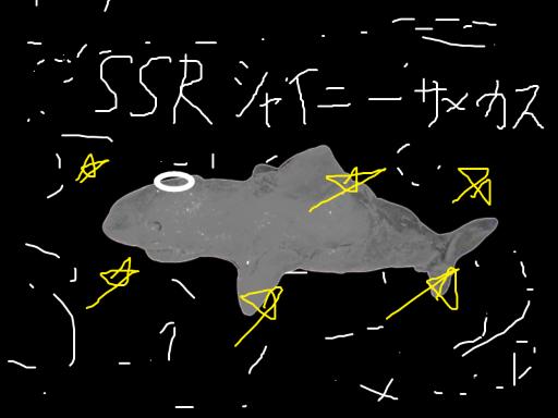 SSRシャイニーサメカス SSRシャイニーサメカス